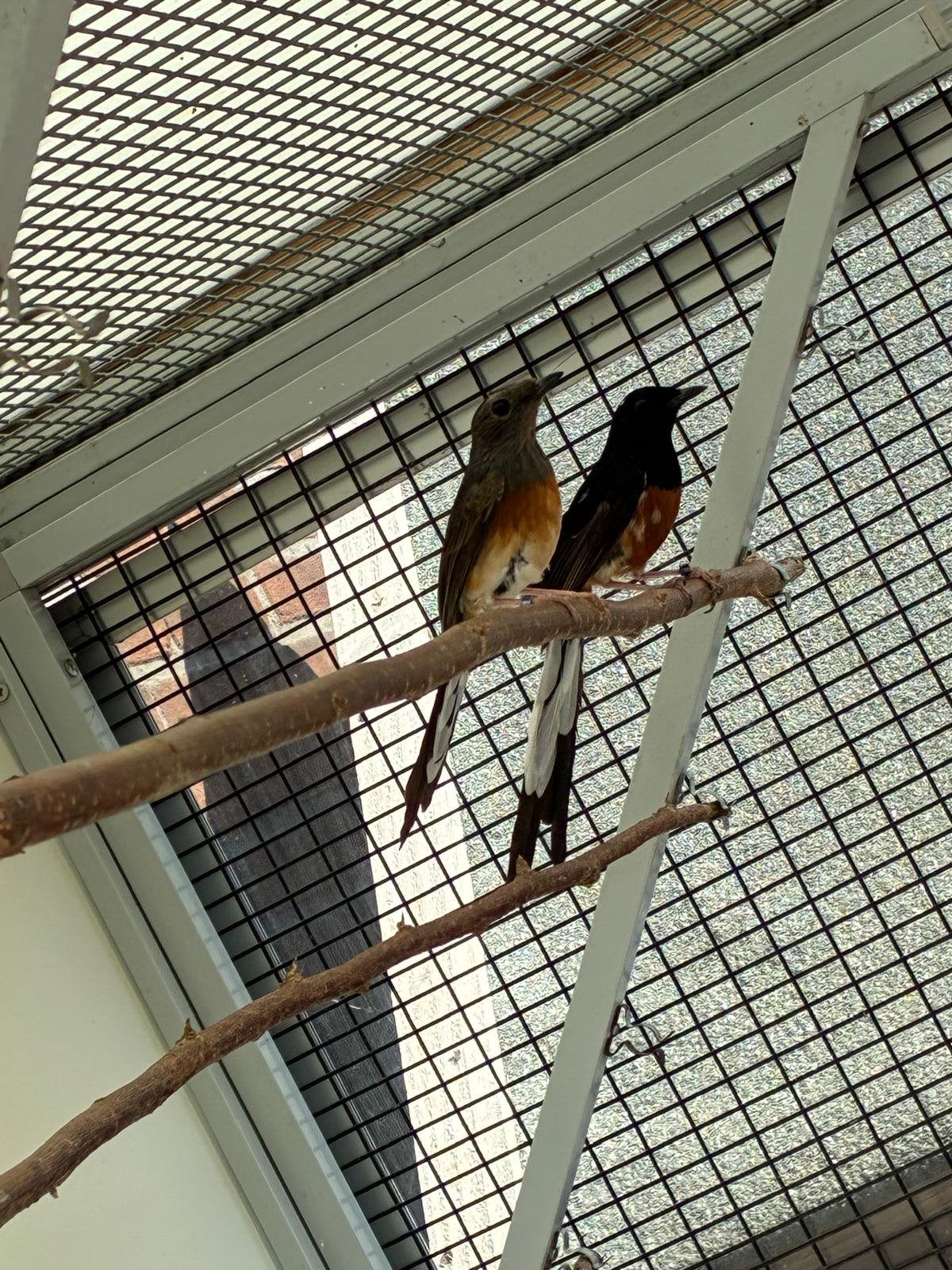 Schamalijsters Shamalijsters koppel, Meerdere dieren, Wildzangvogel, Geringd