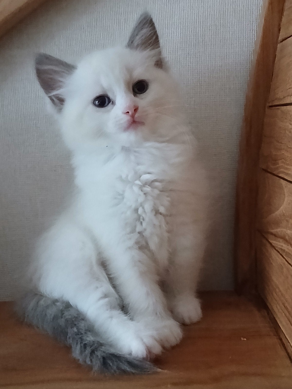 Raszuivere prachtige Ragdoll kittens, Meerdere dieren, Ontwormd, 0 tot 2 jaar