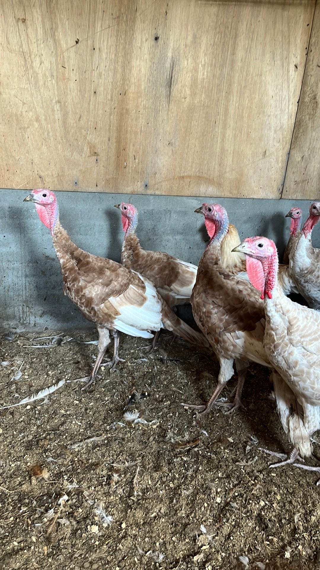 6 mooi kalkoenen, Geslacht onbekend, Kalkoen