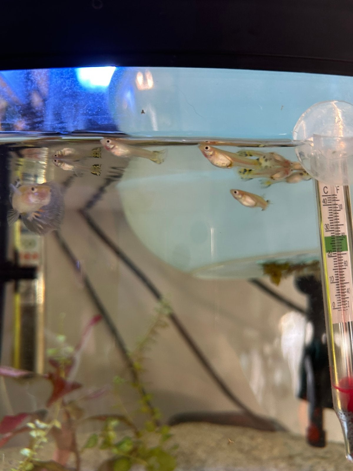 Jonge guppy’s, Dieren en Toebehoren, Vissen | Aquariumvissen, Vis