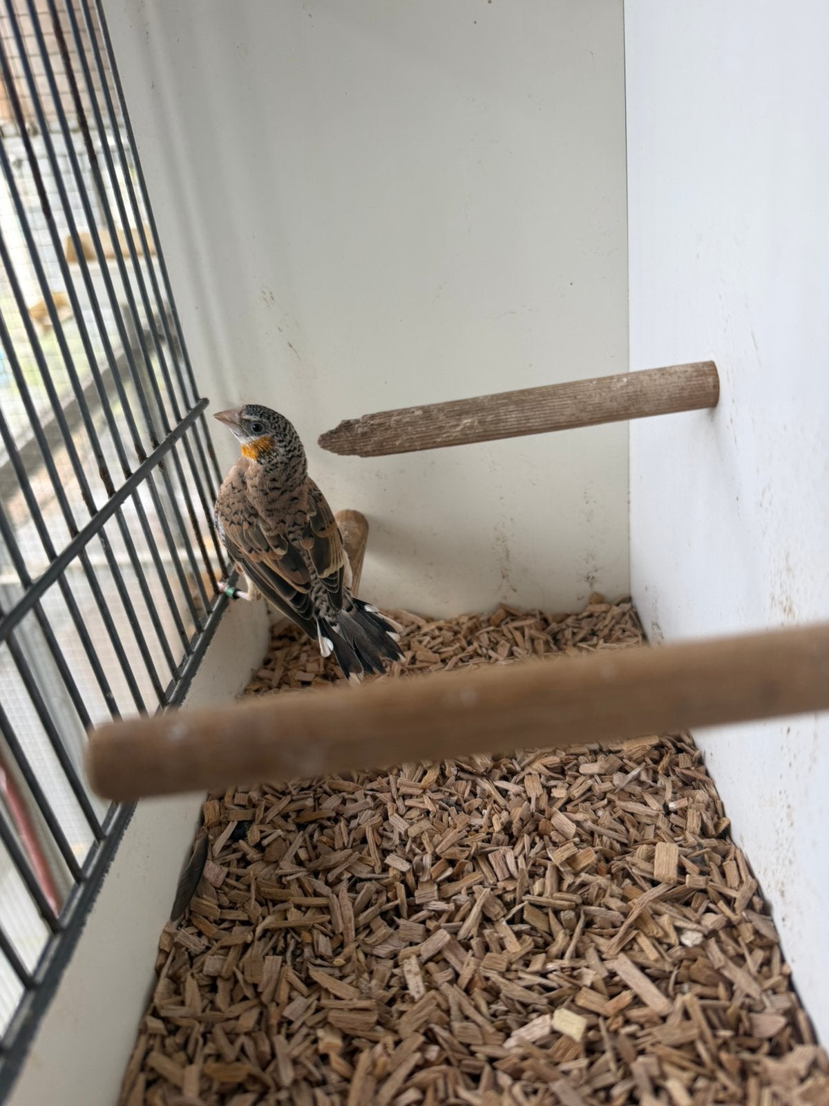 3 jonge geel band bandvinken, Dieren en Toebehoren, Mannelijk, Tropenvogel, Geringd