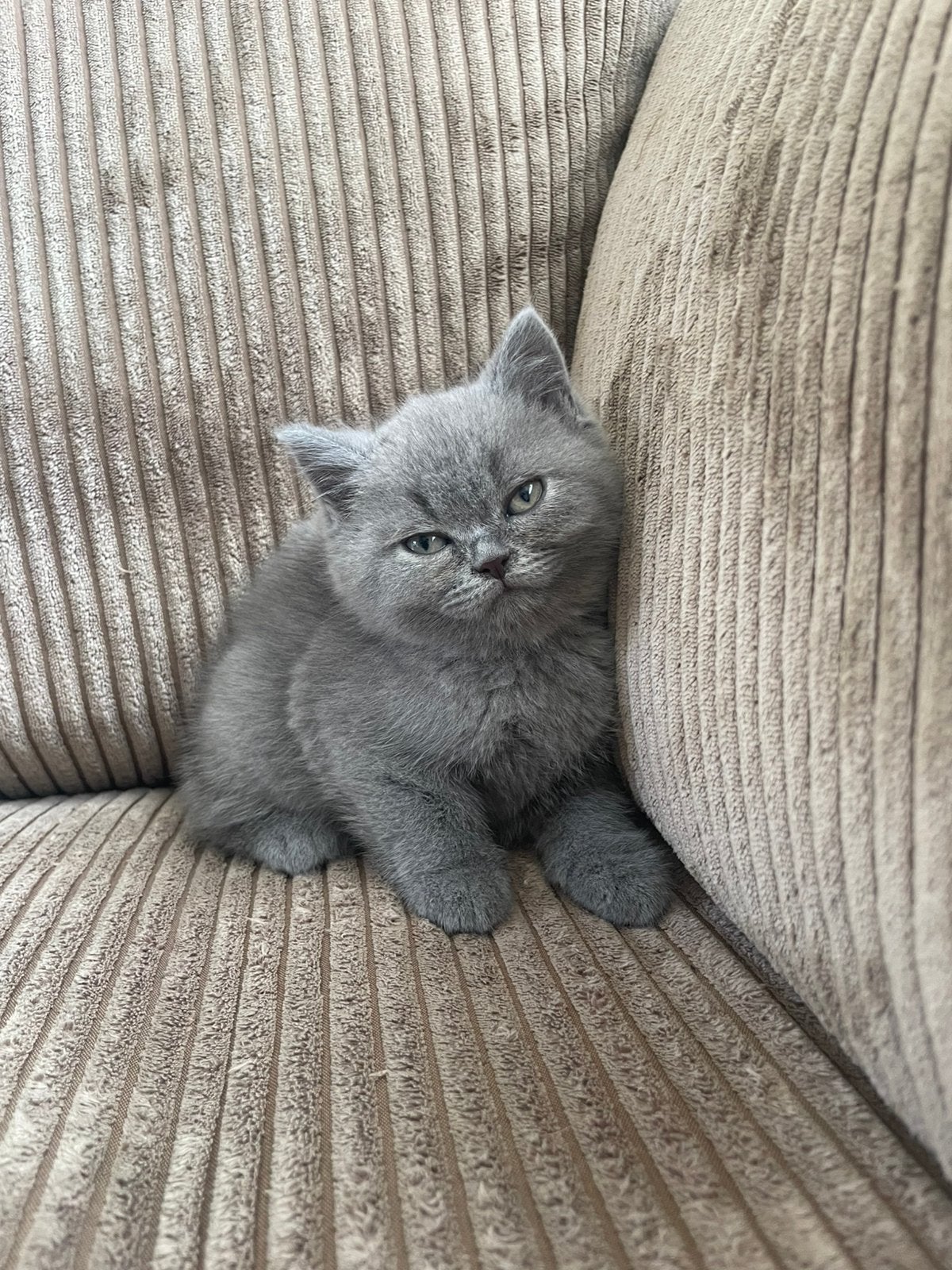 Britse Korthaar Kittens Huiselijk Opgegroeid Lief Raszuiver, Dieren en Toebehoren, Katten en Kittens | Raskatten | Korthaar, Meerdere dieren
