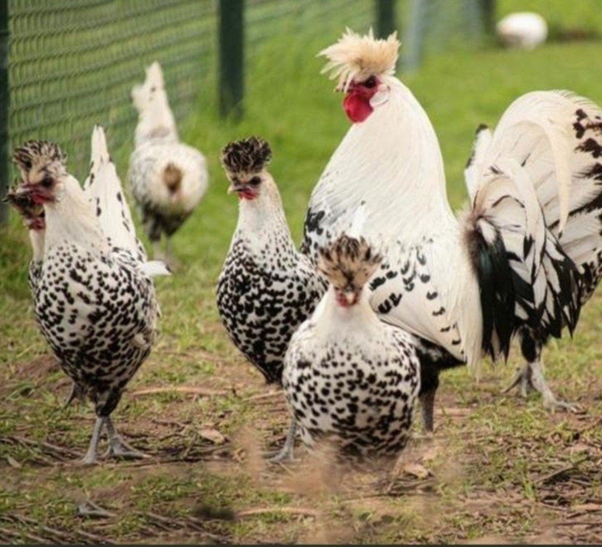 20 Broedeieren van Appenzeller spitskuif, Geslacht onbekend, Kip
