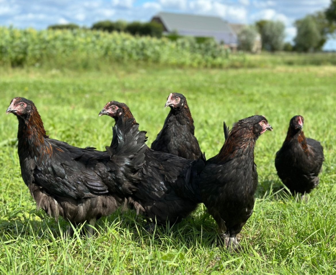 Jonge koperhals marans legkippen leghennen marans, Dieren en Toebehoren, Vrouwelijk, Kip