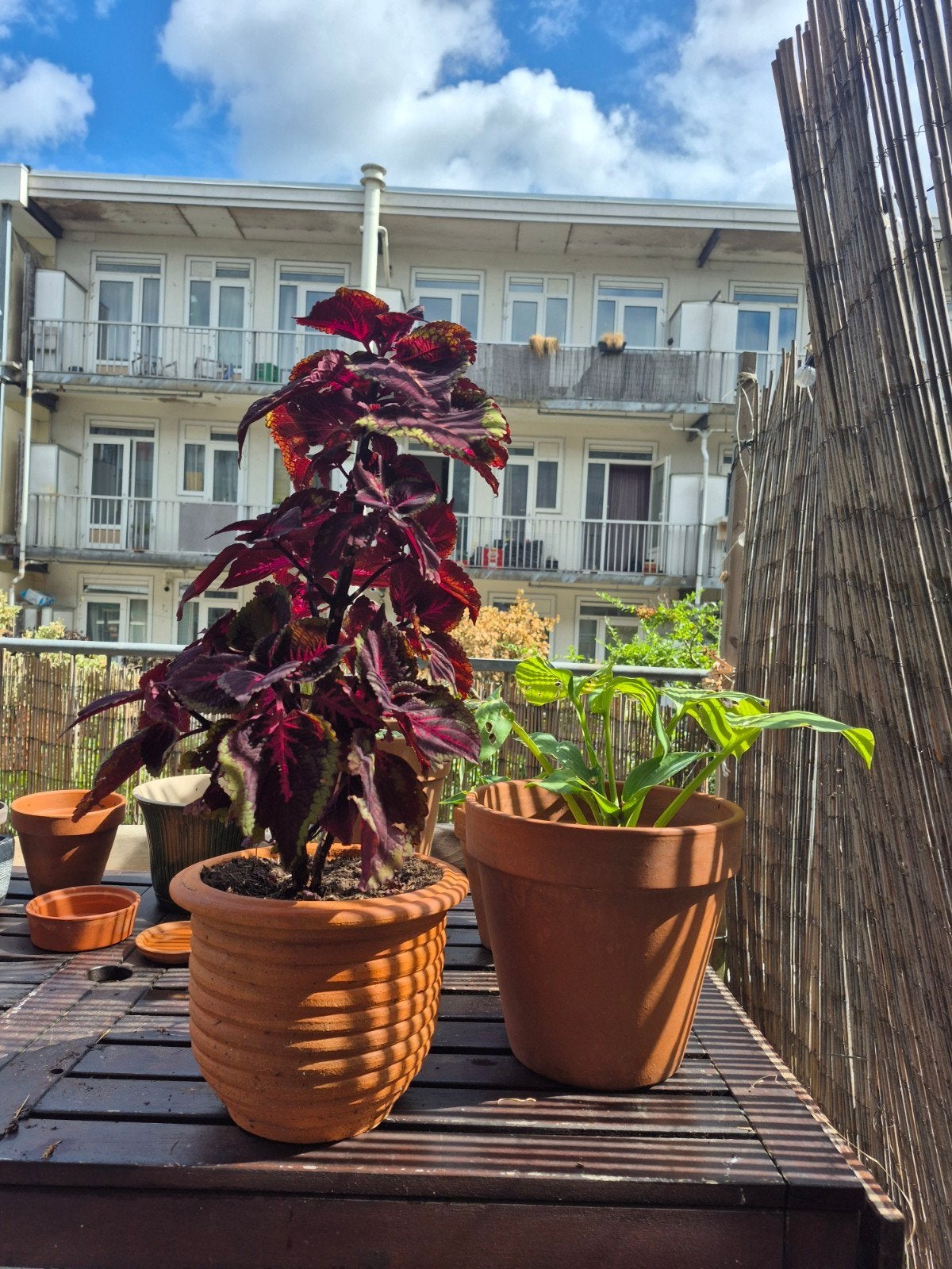 Diverse bloempotten en plantenbakken, terracotta en meer, Ophalen, Gebruikt, Balkon, Overige vormen