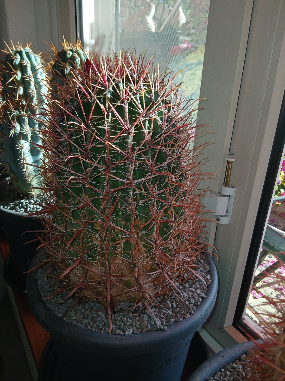 Ferocactus Gracilis - 20 jaar oud, Volle zon, Vaste plant, Bloeit niet, Ophalen