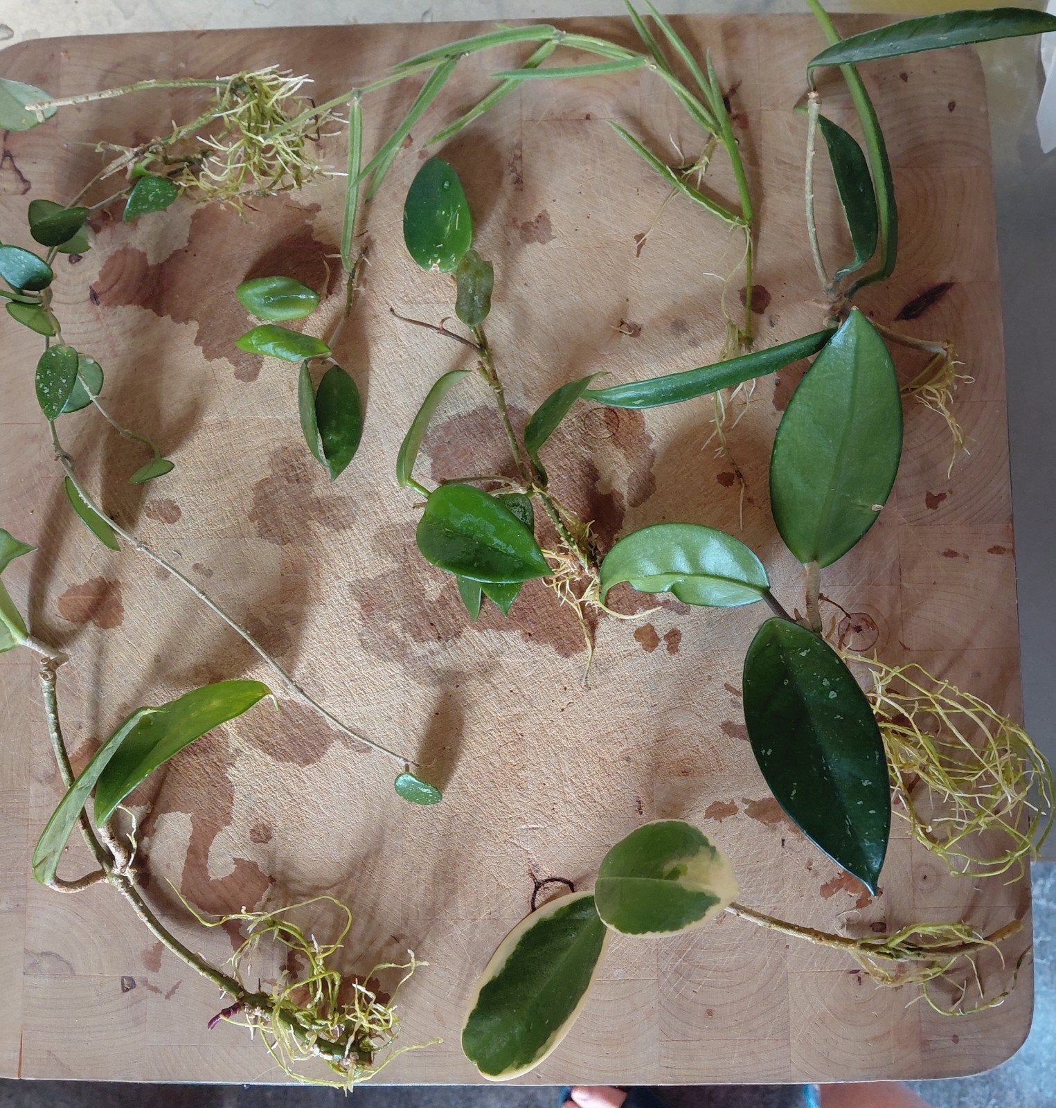 Hoya stekken -Chouke, Mathilde, Minibelle, Parasitica, Tenui, Huis en Inrichting, Ophalen of Verzenden, Halfschaduw, Minder dan 100 cm