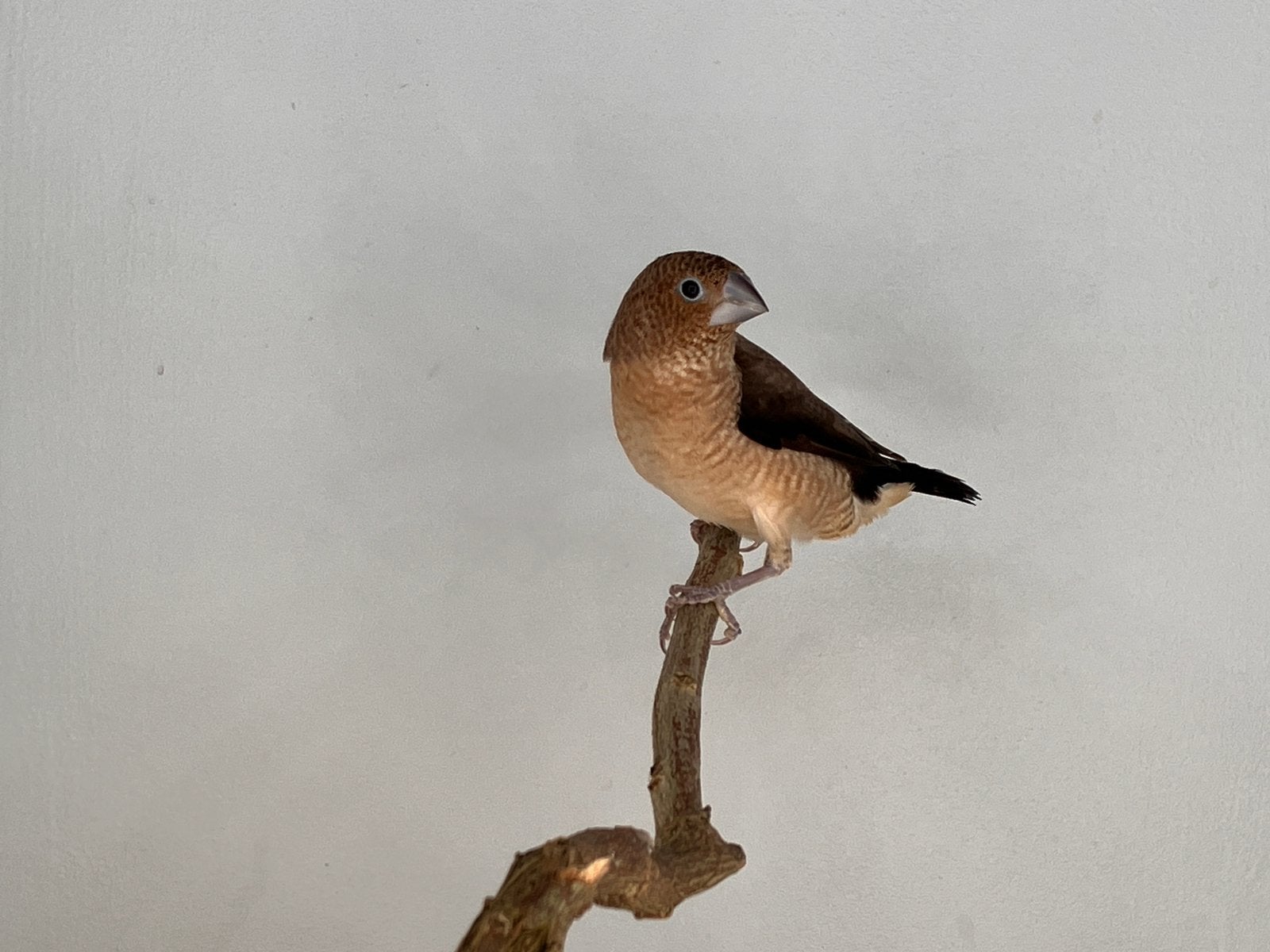 Zilverbekjes, Meerdere dieren