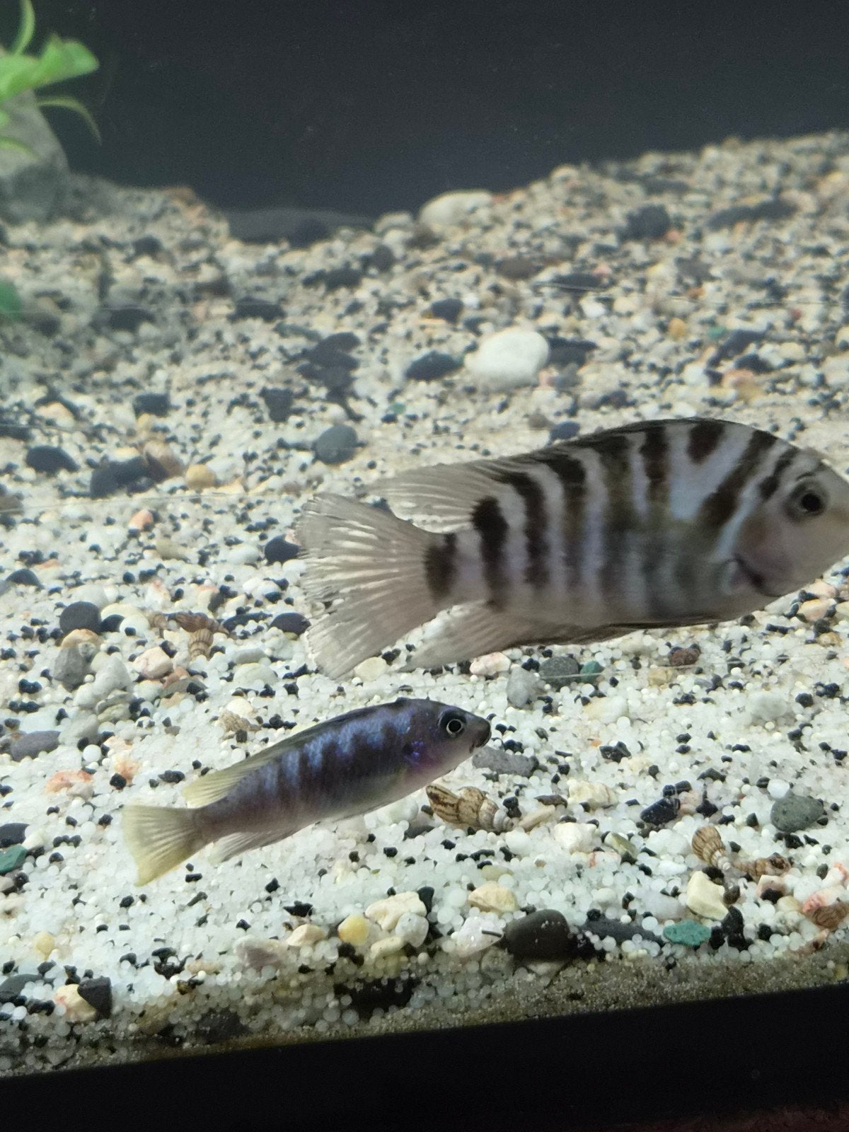 aquarium vissen te koop., Vis