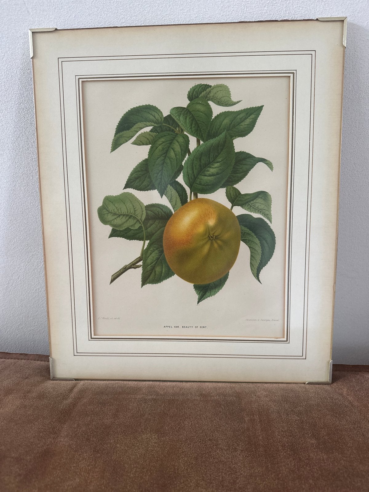 Antieke botanische print: 'Appel van Beauty of Kent', Ophalen, Print, Print/reproductie, Achter glas