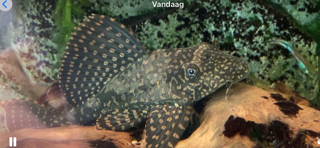 Algeneter gratis ophalen in Purmerend., Dieren en Toebehoren, Vissen | Aquariumvissen, Vis
