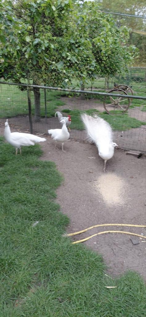 Te koop broedeieren van een witte pauw en zwartvleugel en bl, Geslacht onbekend, Overige soorten