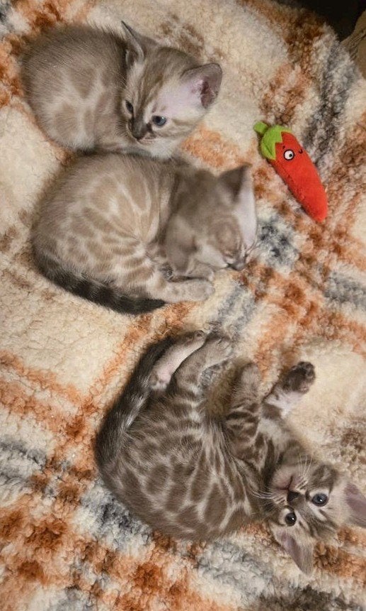 🐆 Bengaal Kitten  💯 Stamboom Charcoal Lynx - Mink, Dieren en Toebehoren, Meerdere dieren