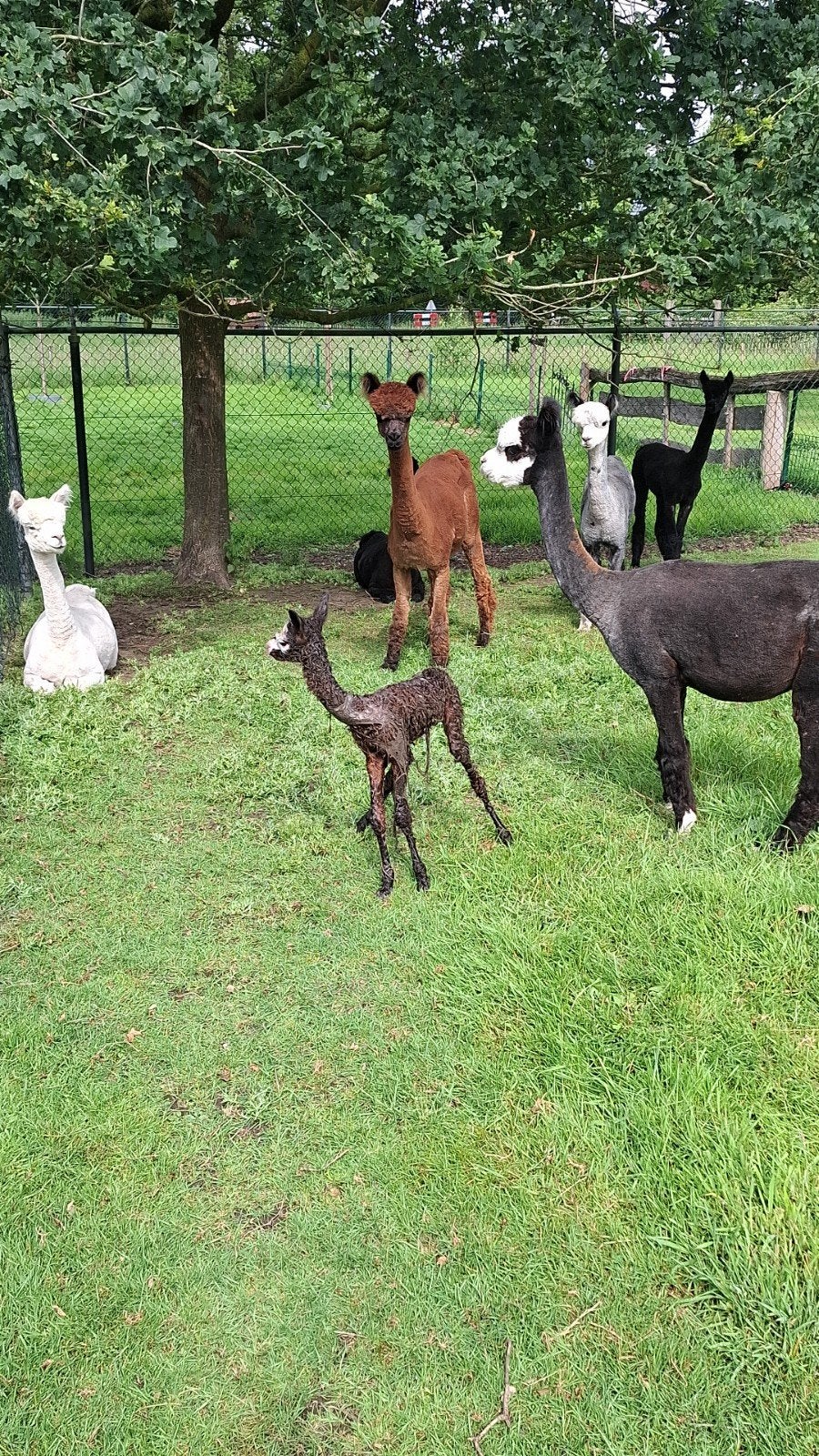 Alpaca wol, 1e klasse., Ophalen of Verzenden, Nieuw, Breien of Haken, Wol of Garen