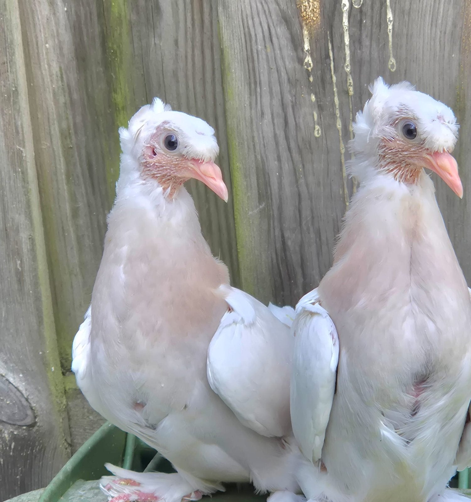 Takla limon, Dieren en Toebehoren, Meerdere dieren, Tuimelaar of Roller