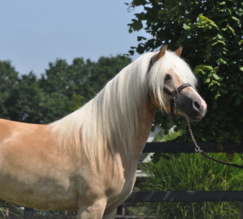 3 jarige brave haflinger merrie, Merrie, Met stamboom, Zadelmak, 3 tot 6 jaar