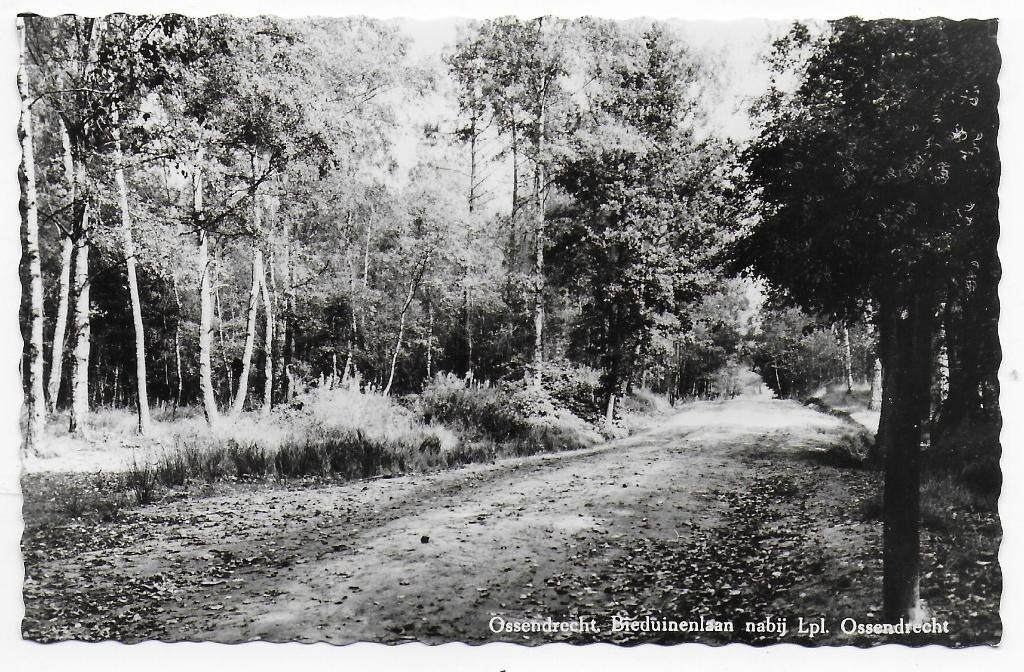 Ossendrecht Bieduinenlaan Ansichtkaart ( B6905 ), Verzenden, 1960 tot 1980, Ongelopen, Noord-Brabant