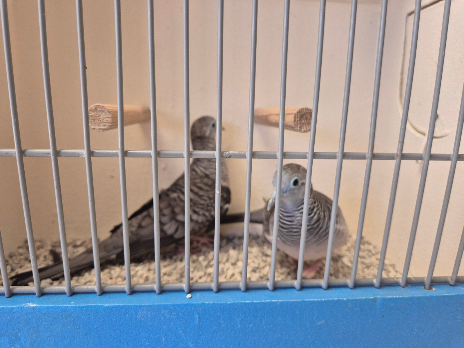 Koppels Vredesduifjes, Meerdere dieren