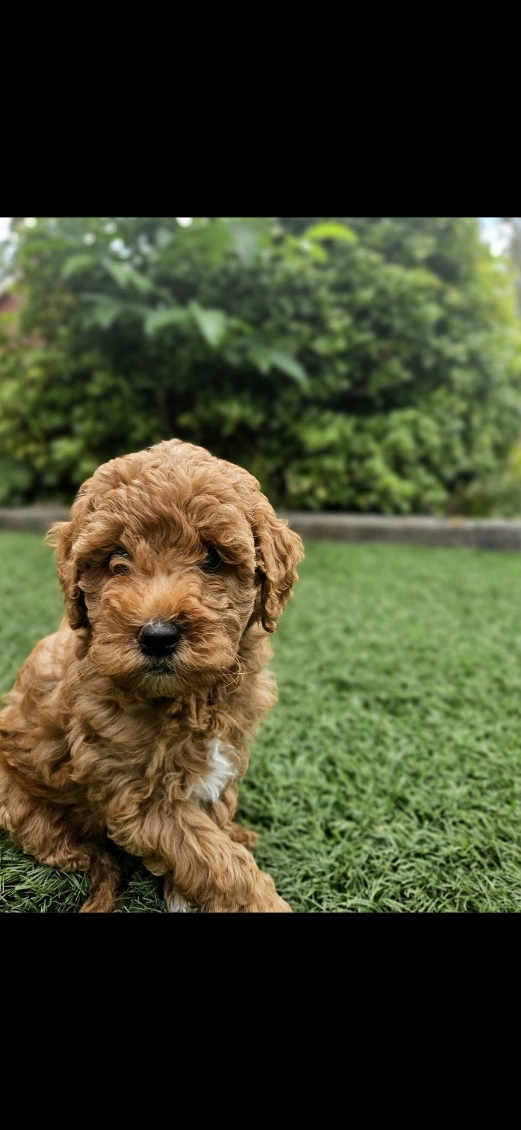Australian Labradoodle pups geteste ouders nog 3 beschikbaar, Dieren en Toebehoren, Overige rassen, 8 tot 15 weken, Meerdere, Meerdere dieren