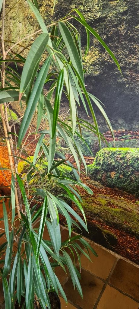 Ficus in pot - Kamerplant, Ophalen, Ficus, In pot, 150 tot 200 cm