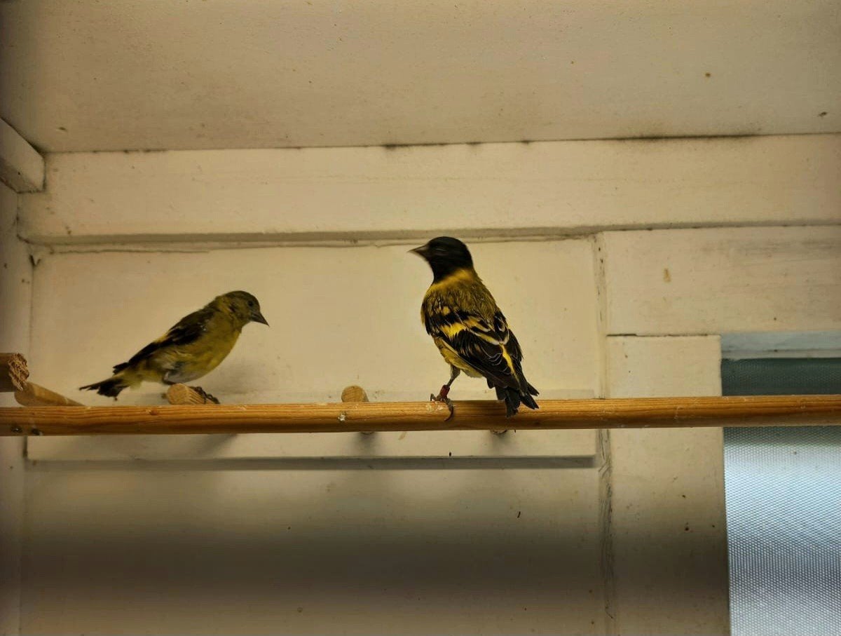 zwartkop sijsen te koop, Dieren en Toebehoren, Vogels | Overige Vogels, Meerdere dieren