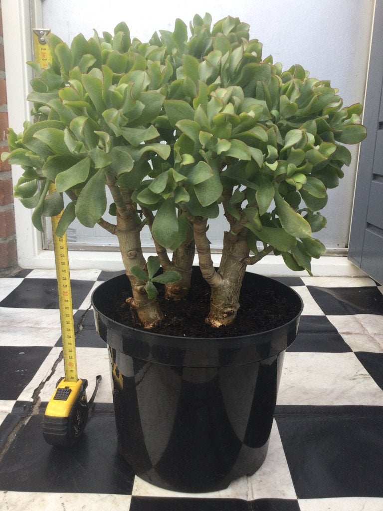 Grote Crassula, Huis en Inrichting, Kamerplanten, Ophalen, Halfschaduw, Minder dan 100 cm