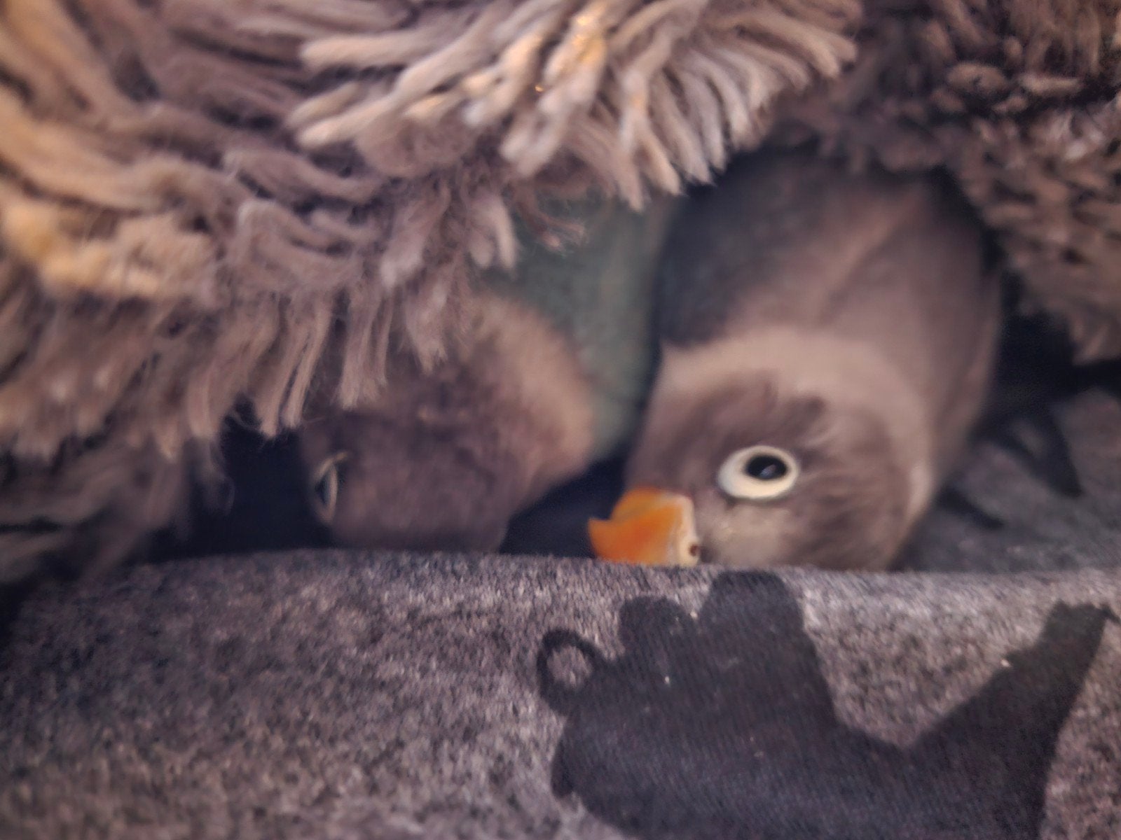 Argaponis 6 maanden. Handtam, Dieren en Toebehoren, Mannelijk, Tam