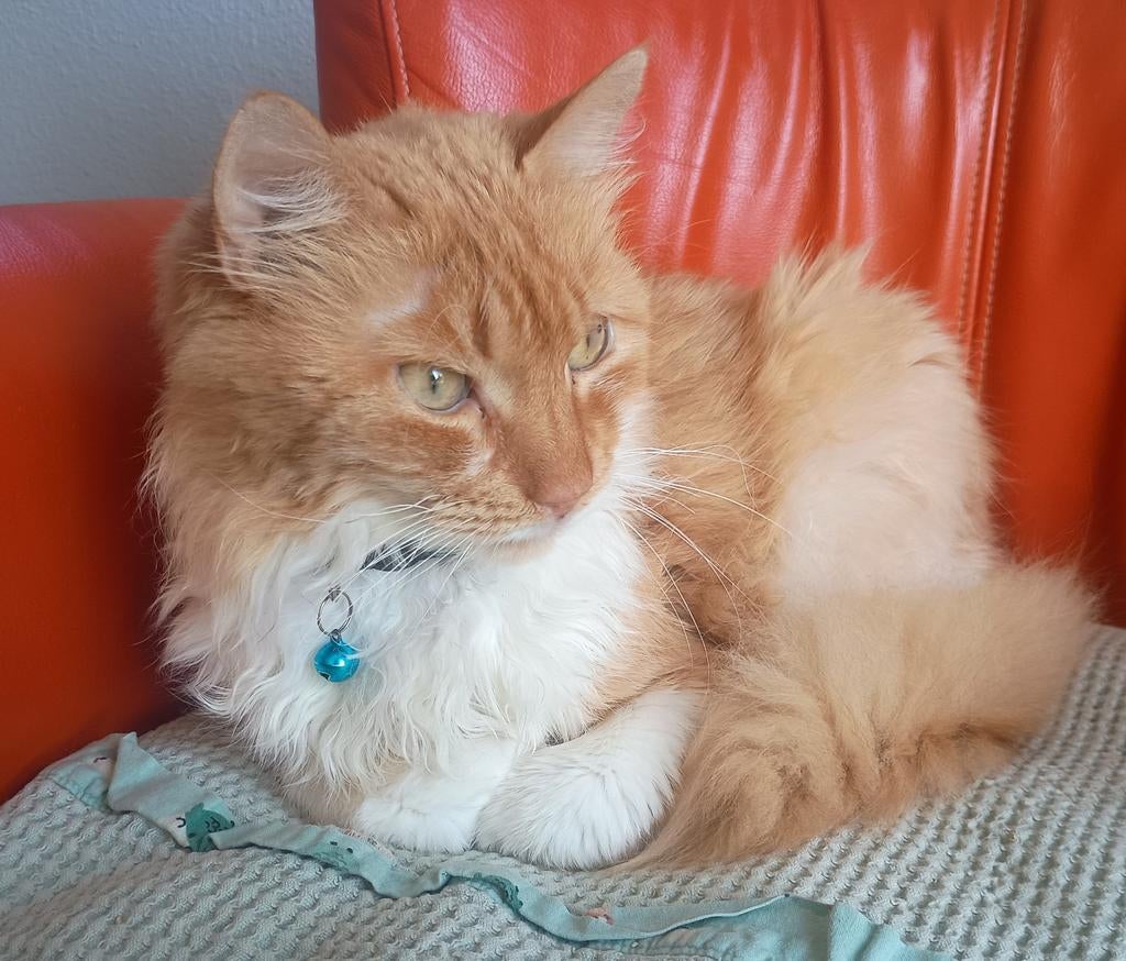 Lieve knuffel kater 8 jaar uit Oekraiene Kruising Maine Coon, Kater, Gechipt, 6 jaar of ouder