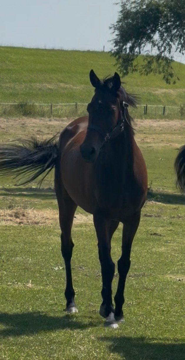 Leuke 4 jarige merrie e pony, Dieren en Toebehoren, Merrie, Onbeleerd, E pony (1.48m - 1.57m), 3 tot 6 jaar