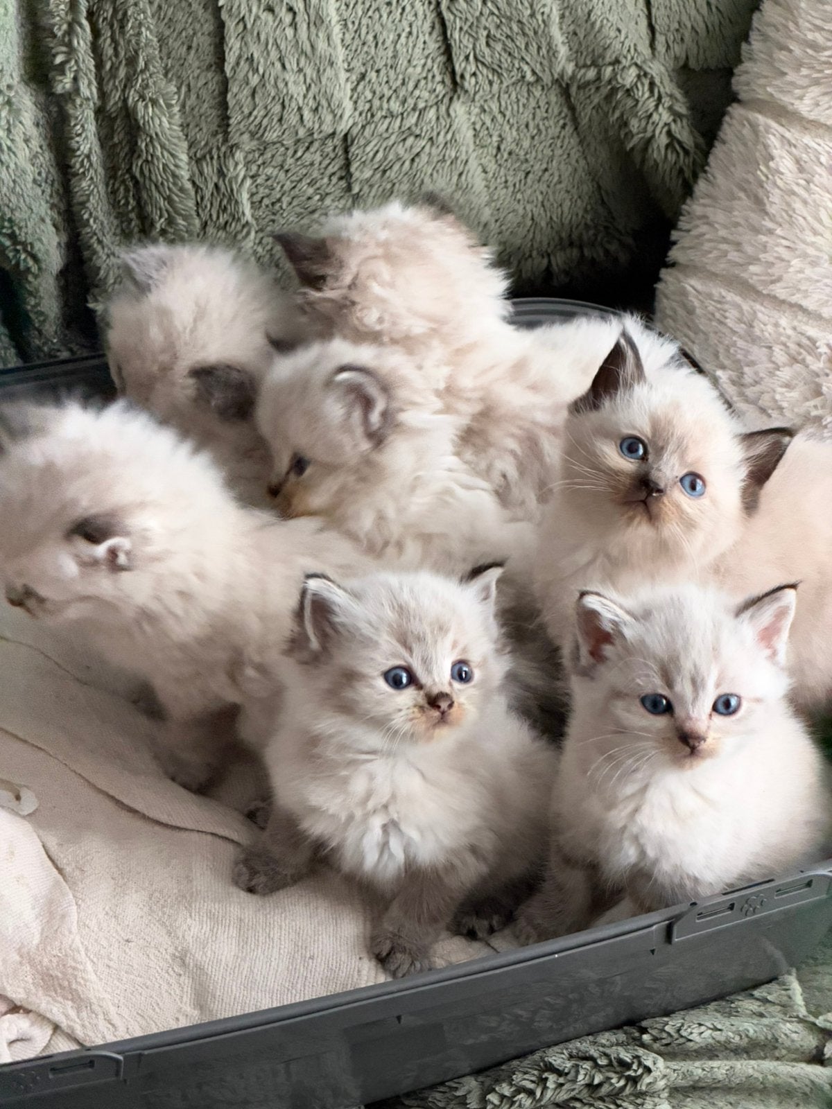 Ragdoll kittens, Meerdere dieren, 0 tot 2 jaar