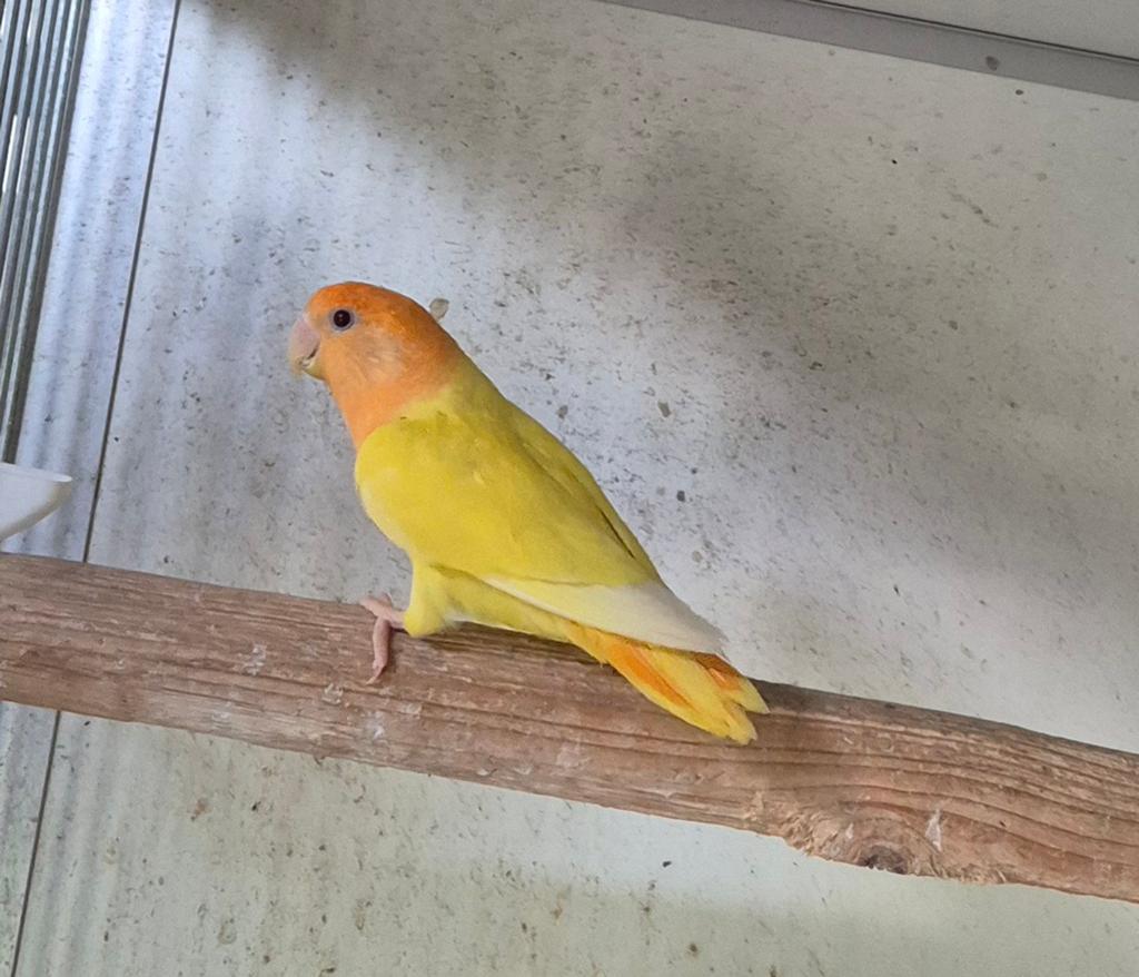 Lutino opaline oranjemasker collie pop, Dieren en Toebehoren, Vrouwelijk, Dwergpapegaai of Agapornis, Geringd