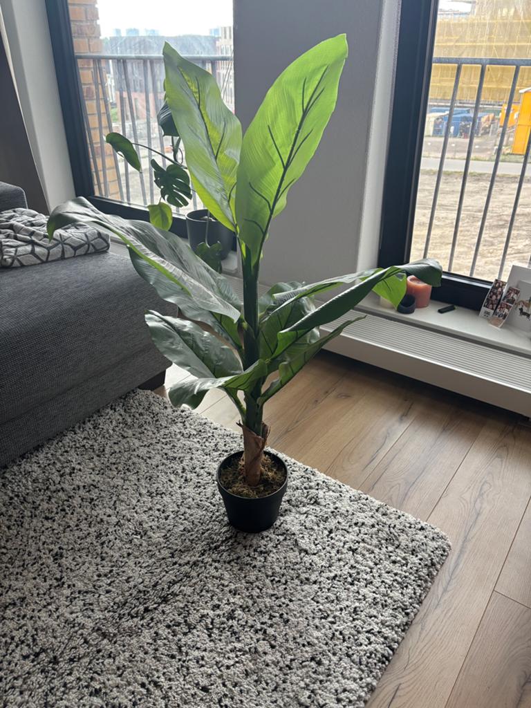 Nep bananenplant, 100 tot 150 cm, Overige soorten, Groene kamerplant, Halfschaduw