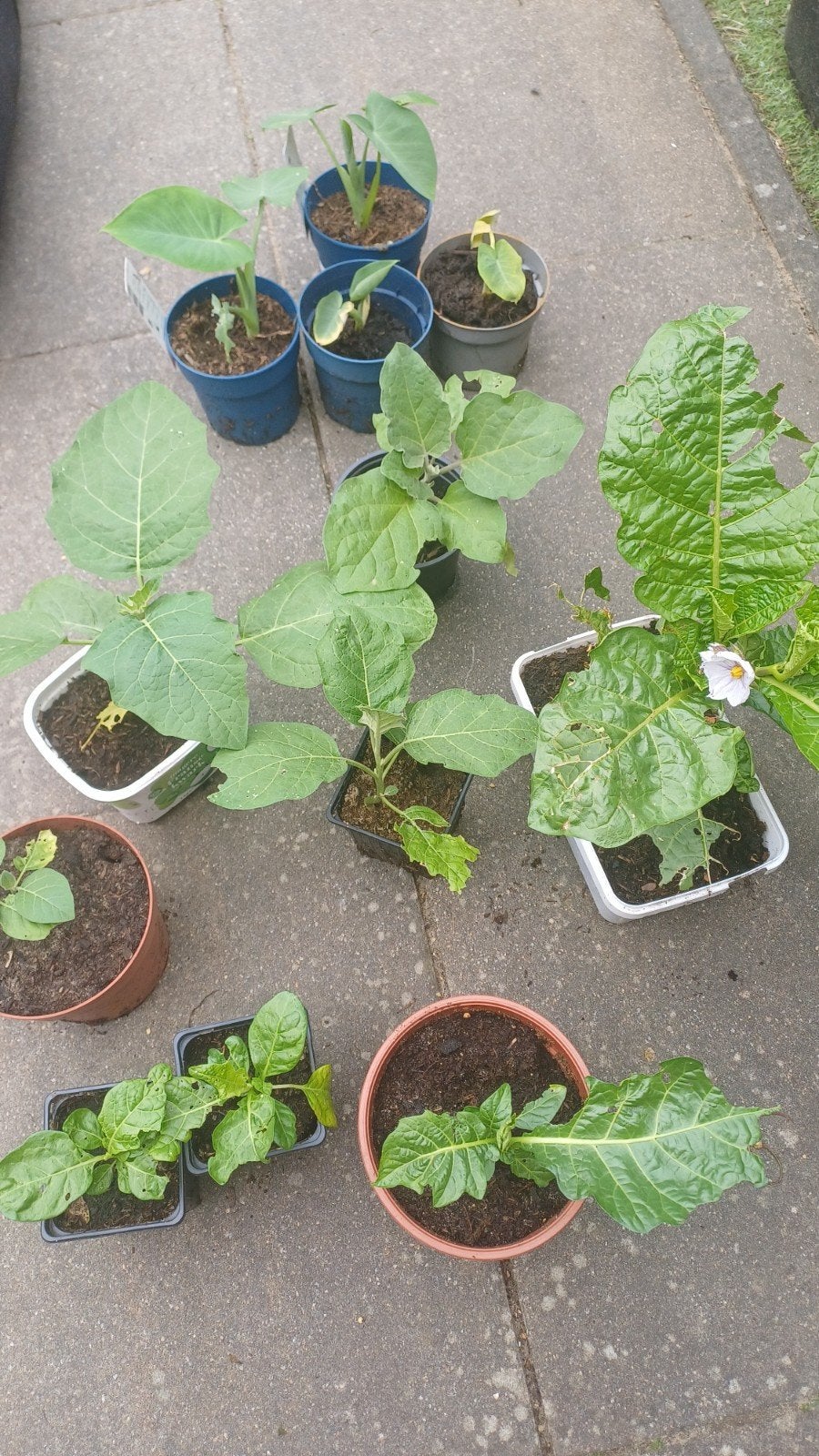 Te koop. Antroewa, Tayerblad en aubergineplantjes, Ophalen, Halfschaduw, Minder dan 100 cm