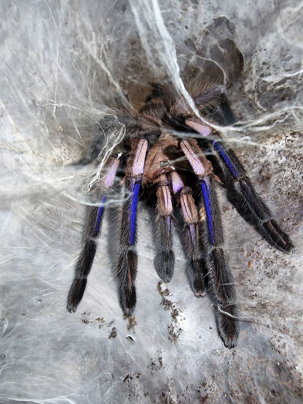 Chilobrachys natanicharum - ex electric blue - vogelspinnen, Dieren en Toebehoren, Insecten en Spinnen, Spin of Schorpioen