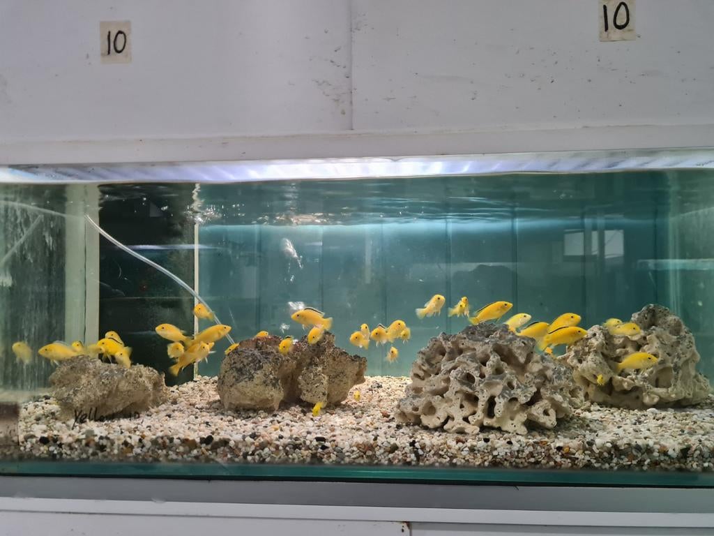 Labidochromis Caeruleus Yellow Kakusa Malawi Cichliden, Dieren en Toebehoren, Vissen | Aquariumvissen, Vis, Zoetwatervis