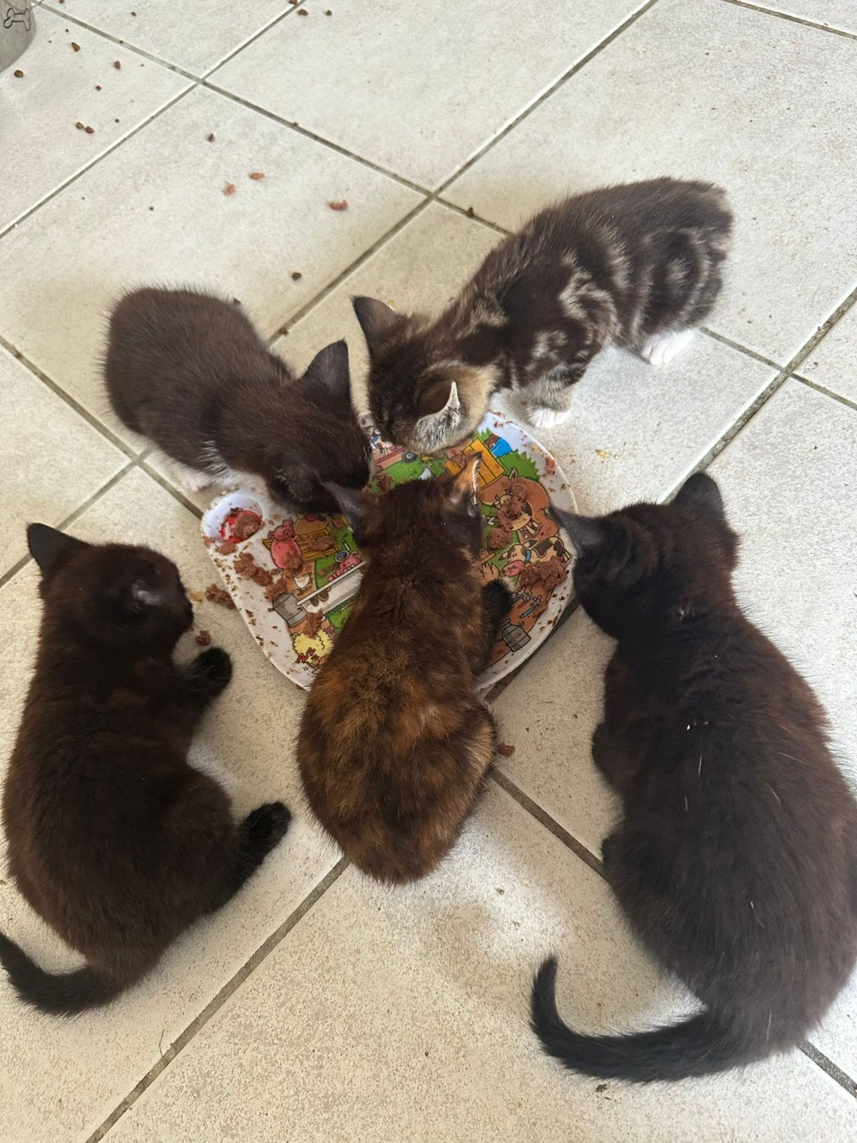 Kittens, Dieren en Toebehoren