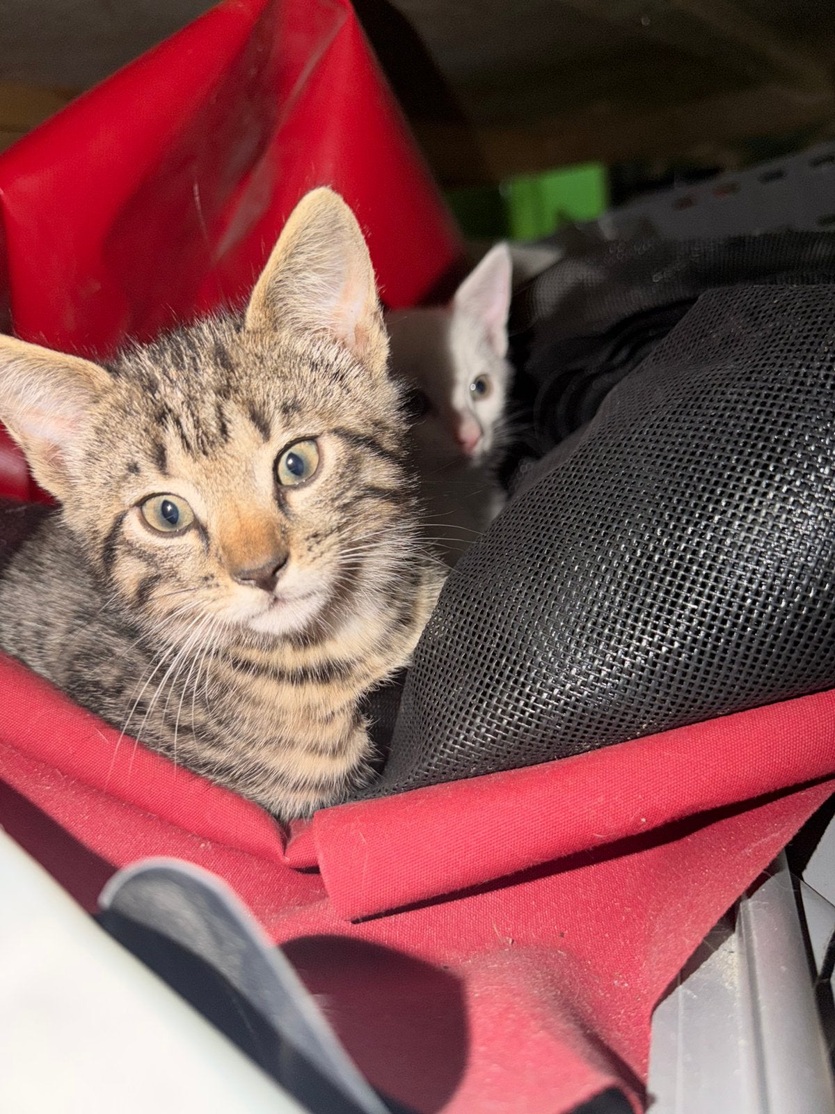 Kitten grijs kortharig, 2 maanden oud, Dieren en Toebehoren, Kater
