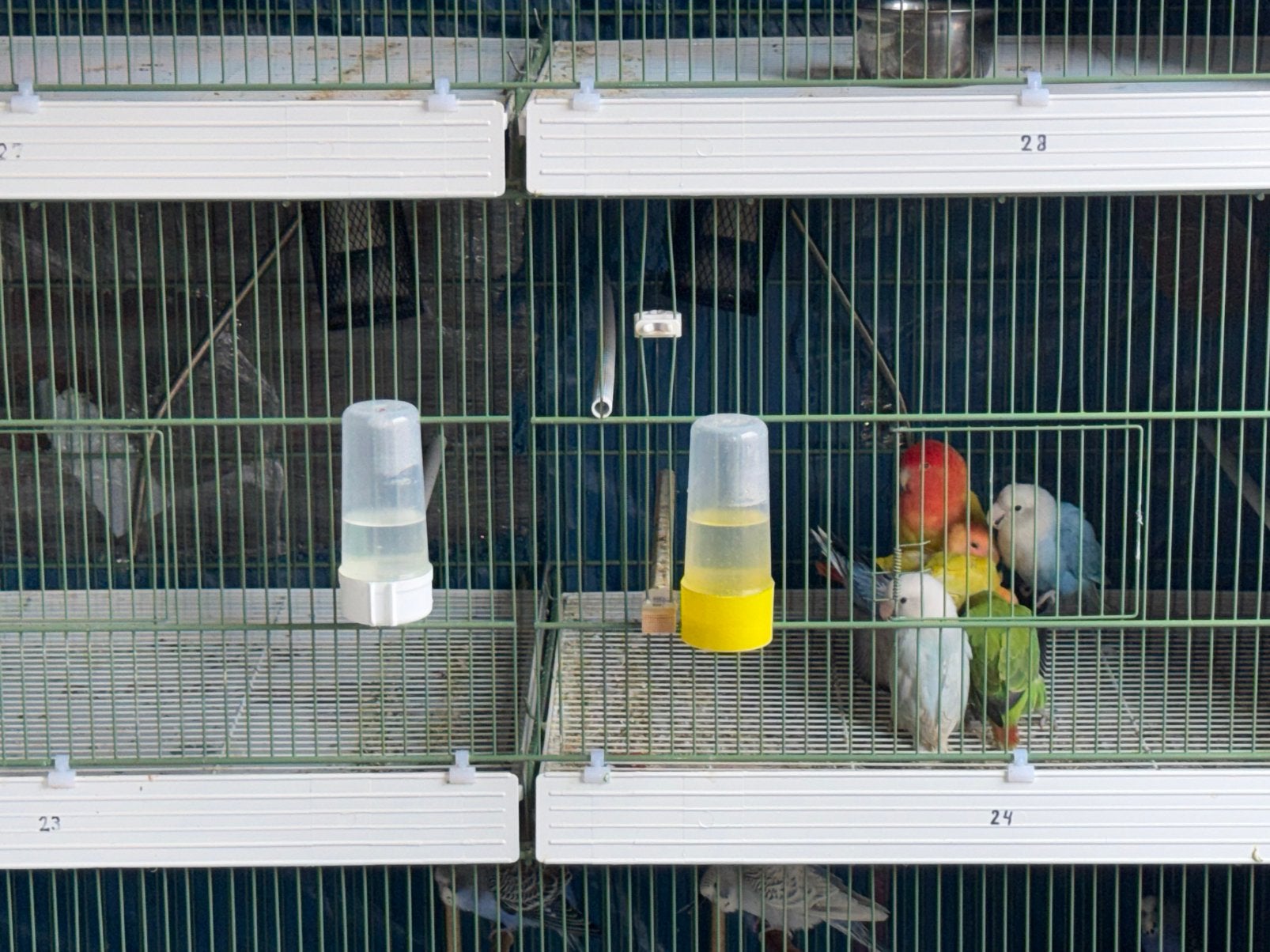 Koppels en jonge parkieten/agapornissen, Meerdere dieren, Dwergpapegaai of Agapornis