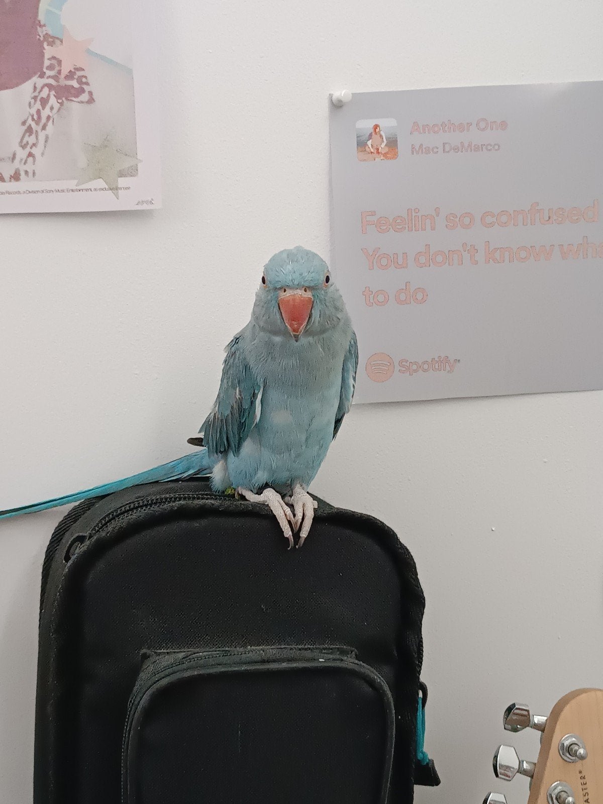 Blauwe/Turquoise Halsbandparkiet om tam te maken, Dieren en Toebehoren, Geslacht onbekend, Parkiet, Geringd