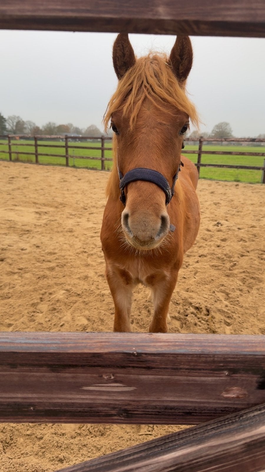 2 jarige dpony nrps, Dieren en Toebehoren, Pony's, Ruin, Onbeleerd, D pony (1.37m tot 1.48m), Dressuurpony, 0 tot 2 jaar, Met stamboom
