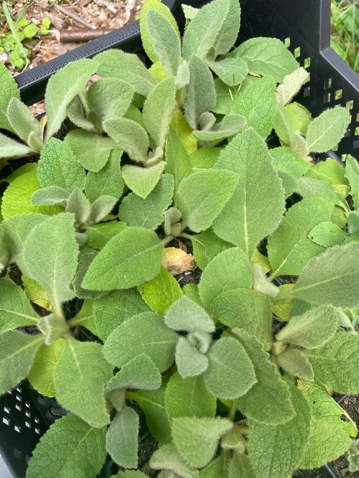 Koningskaars planten - Verbascum - 10 m2, Volle zon, Tweejarig, Zomer, Ophalen