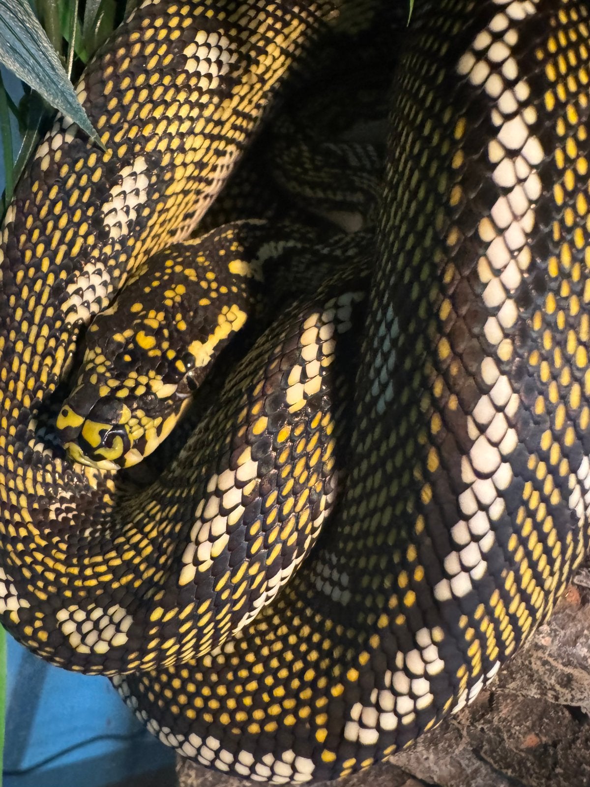1.1 diamantpythons nk 2024