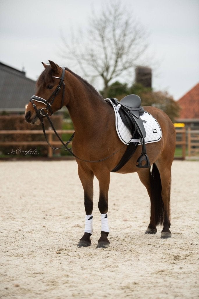 Knappe, nuchtere allround C pony, Dieren en Toebehoren, Pony's, Ruin, Dressuurpony, 7 tot 10 jaar, Ontwormd