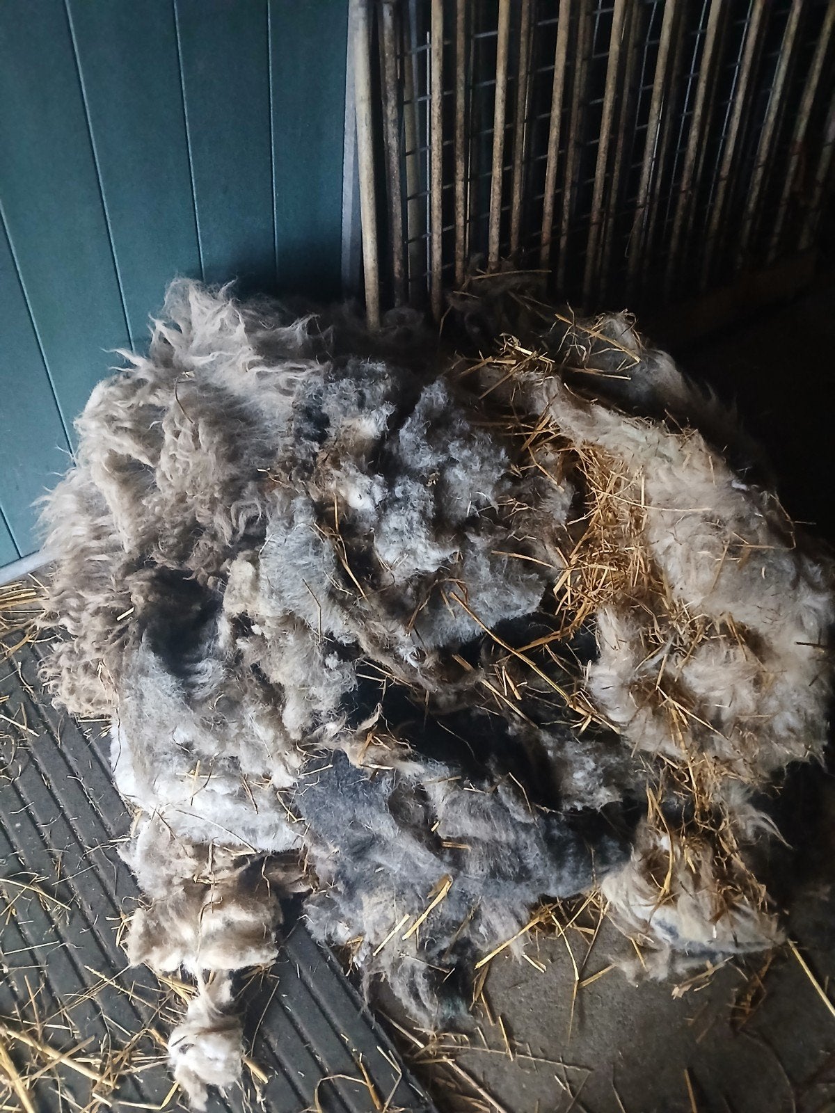 Herdwick wol gratis, Hobby en Vrije tijd, Ophalen, Spinwol