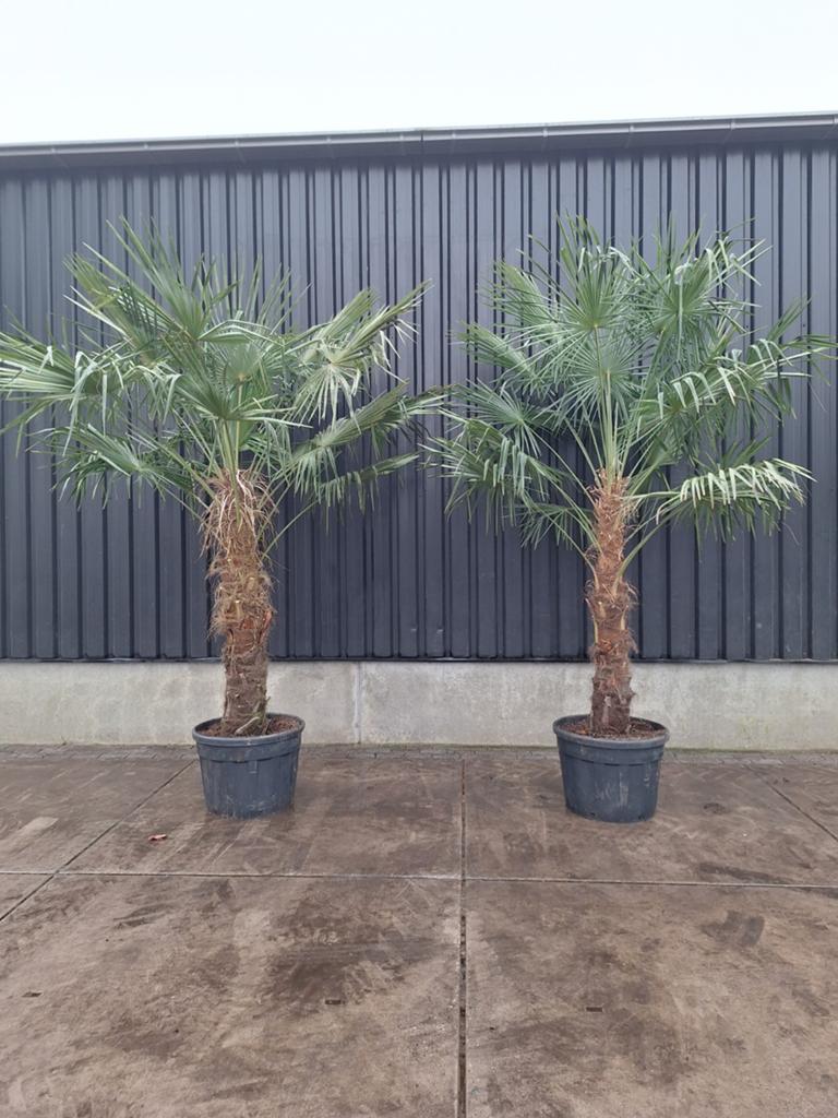 Trachycarpus Fortunei Palmboom - Winterharde Palmboom, Tuin en Terras, Planten | Tuinplanten, Overige soorten, Halfschaduw, Ophalen of Verzenden