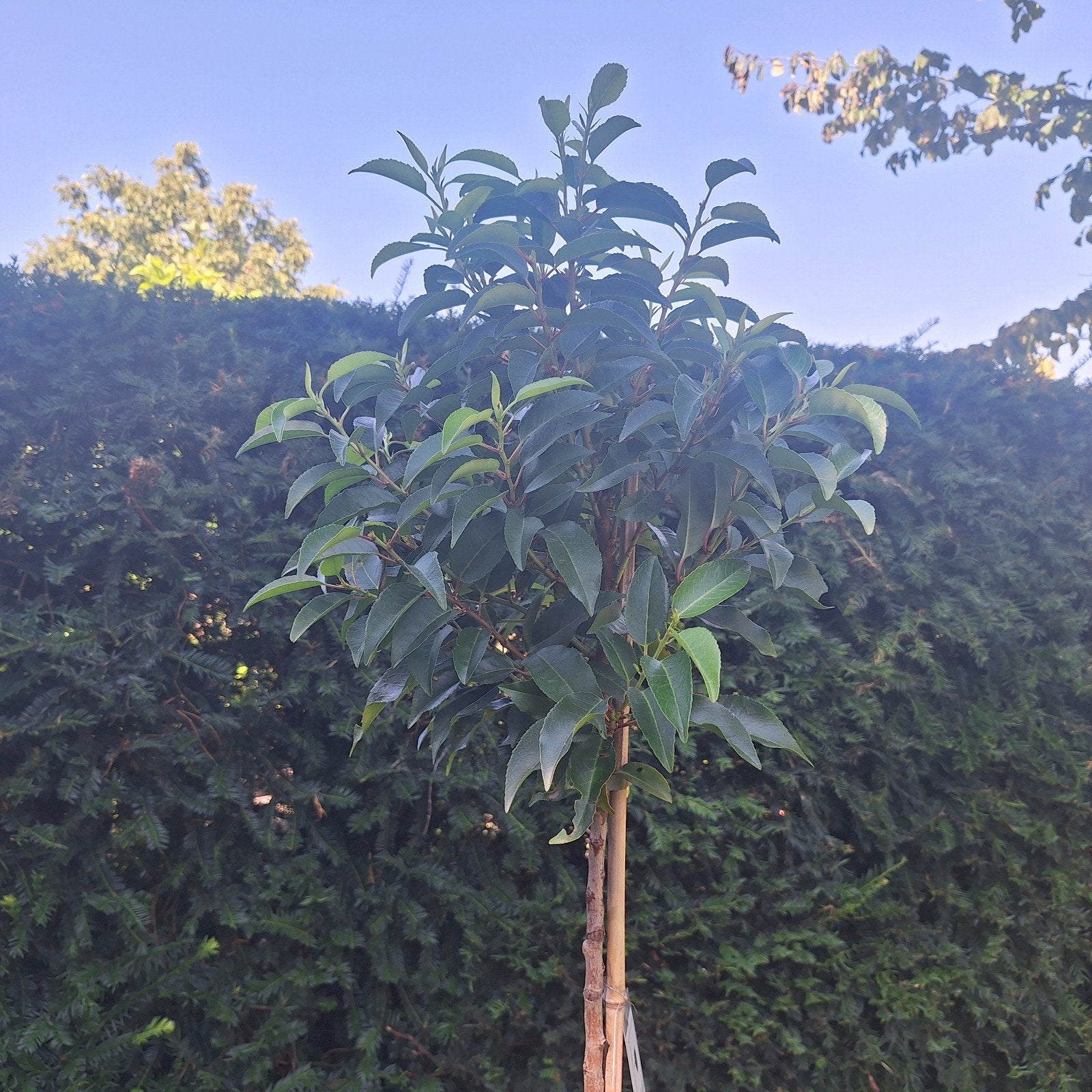 Portugese laurier op stam 130 cm, Ophalen, Overige soorten, Halfschaduw