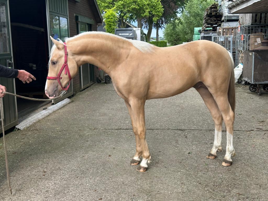 D pony blikvanger super gefokt voor hengst of sport, Dieren en Toebehoren, Paarden, Hengst, Minder dan 160 cm, 0 tot 2 jaar