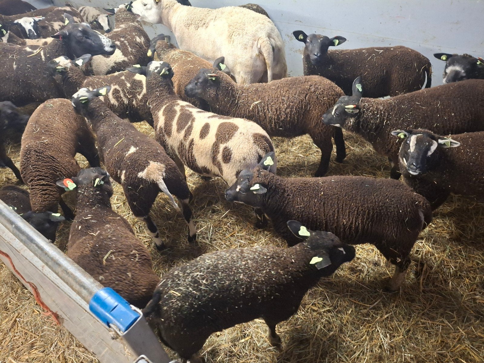 30 lammeren  ooien en rammen, Meerdere dieren, Schaap