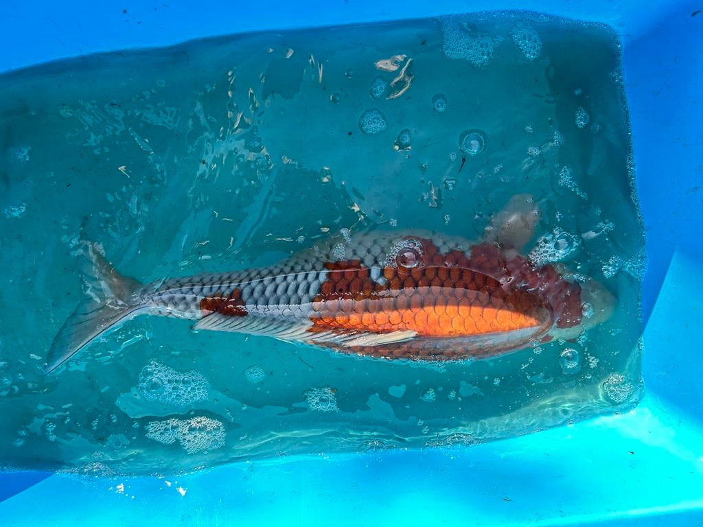 Ochiba Sigure, Karper of Koi