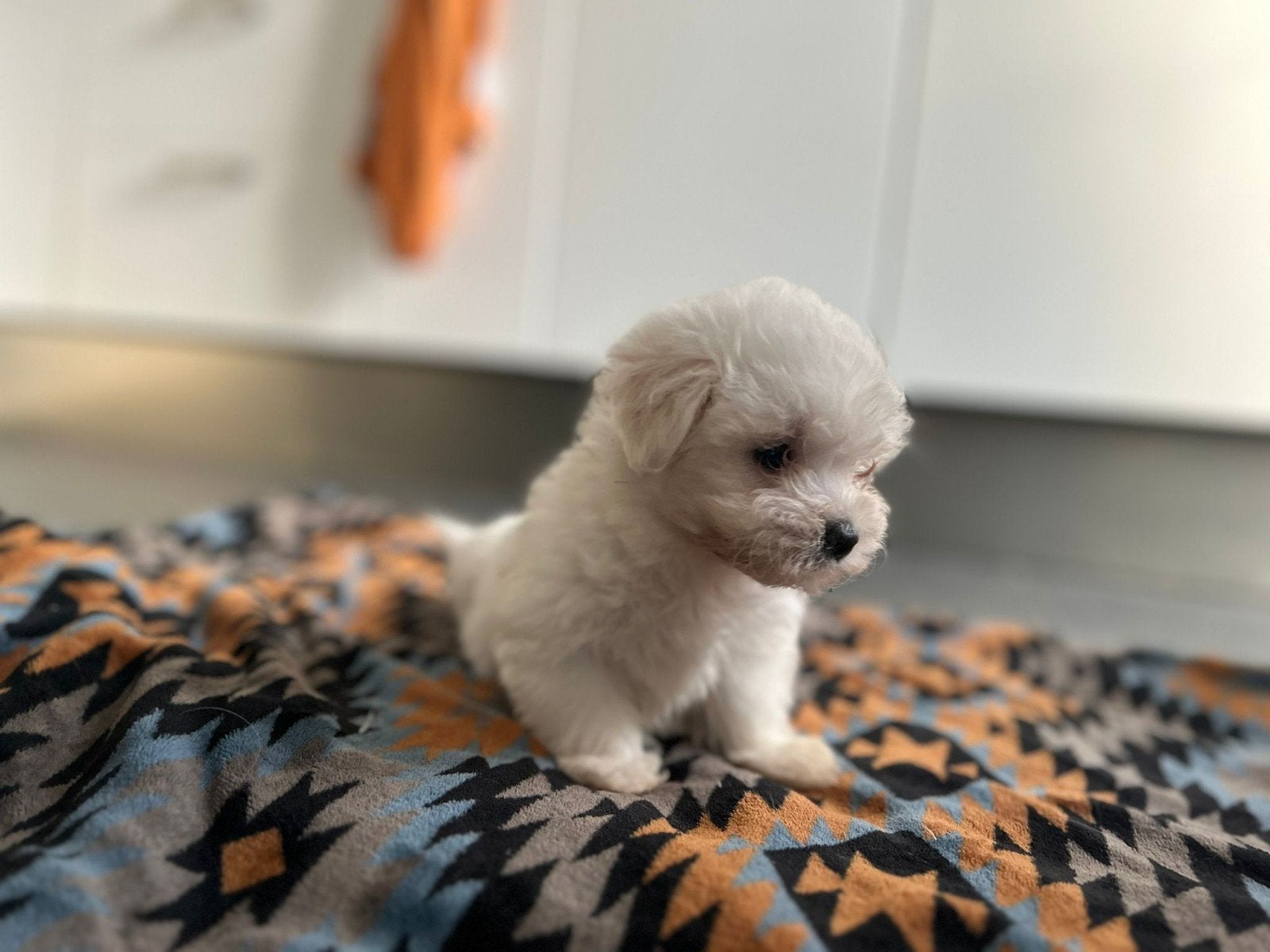 Maltipoo puppys, Dieren en Toebehoren, Overige rassen, 8 tot 15 weken, Meerdere, Meerdere dieren